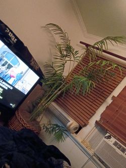 Fake bamboo tree