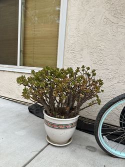 Jade Tree