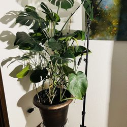 House Plant Monstera Deliciosa