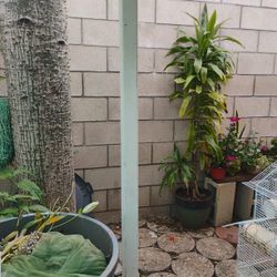 Six Feet Tall Plant With A Nice Pot 