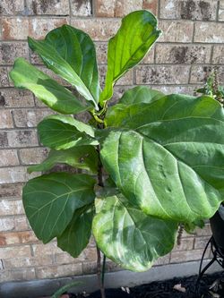 Fiddle fig plant