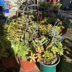Tons Of Outdoor Plant For Sale