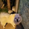 Tawfiq