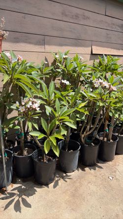 Plumeria Plant 5 gallons pot