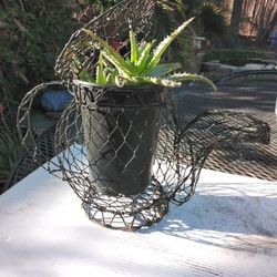 Succulent  Wire Tea Pot