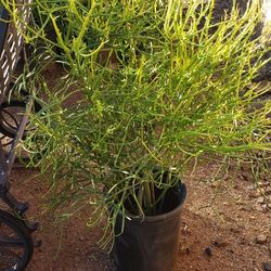 Pencil Cactus/Succulent Plants