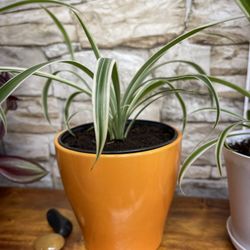 Spider House Plant In Ceramic Pot.