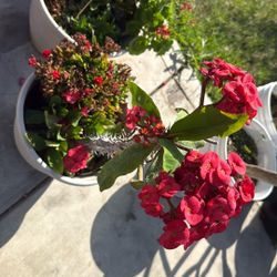 Crown of Thorns Plant