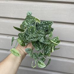 4” scindapsus silver satin 