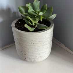 Live Houseplant, Crassula, Silver Dollar Plant, Ripple Jade in 4” Light Grey Clay Pot