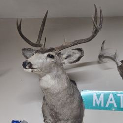 Mule Deer Mount 