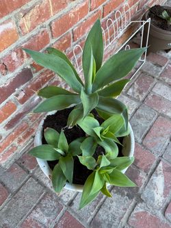 Agave Plant in White Pot