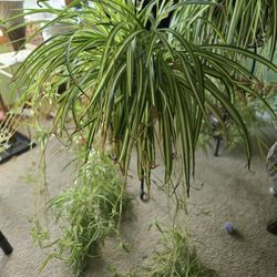 Extra LARGE SPIDER PLANT 