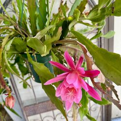 Epiphyllum/Cactus Orchid Plant In Bloom - Hot Pink Flowers-  Full Hanging Pot 