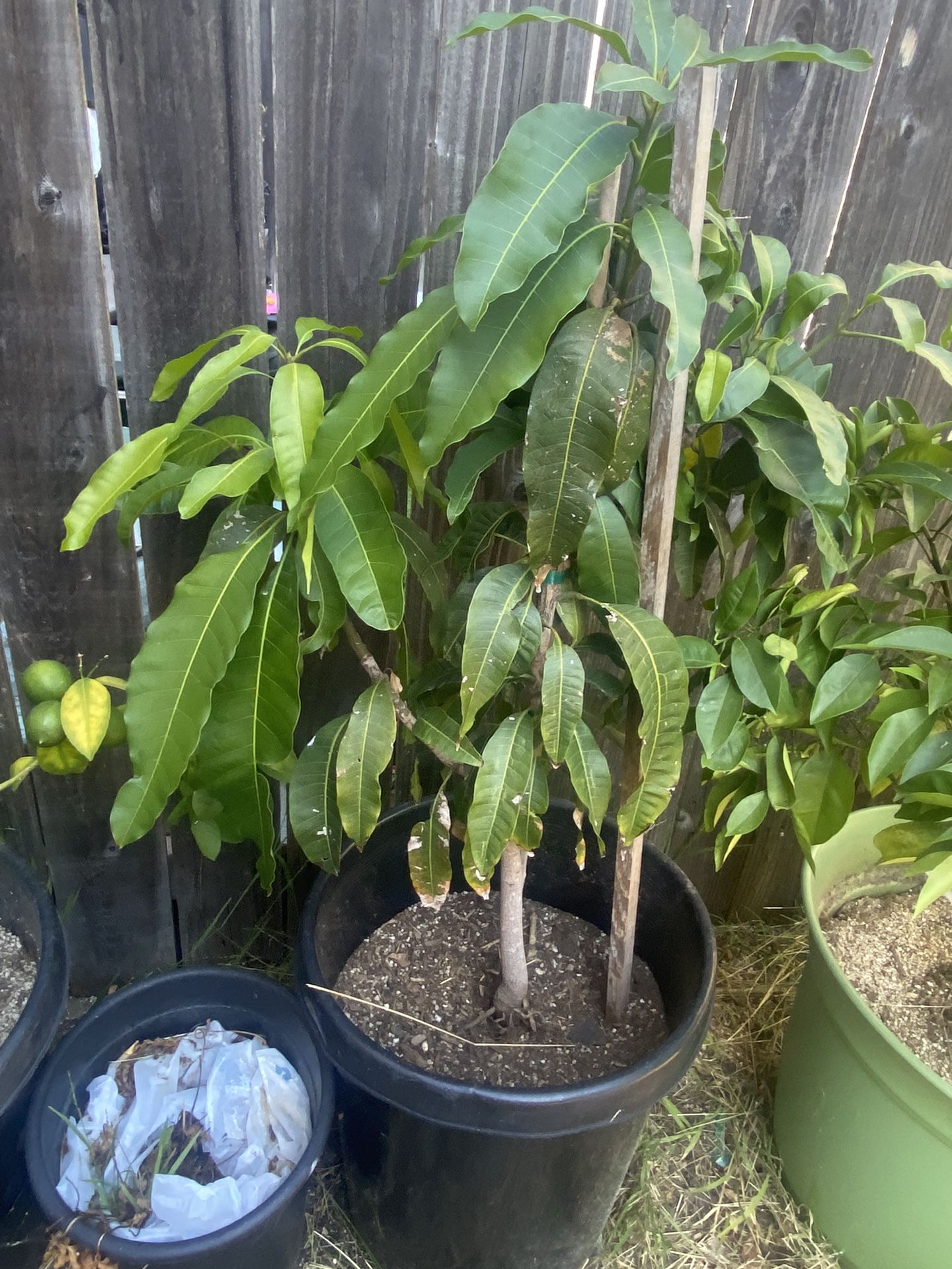 Dawrf Mango Tree