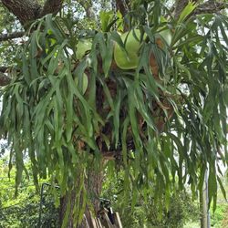 Rare Giant Staghorn Fern orchid air Plant over 35+ years and growing, Related clusia podocarpus cocoplum areca palm

