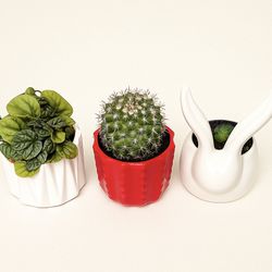 Indoor Plants – Cactus, Peperomia, and Succulent in Cute Pots – $25 for All