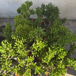 Hobbit Succulents 