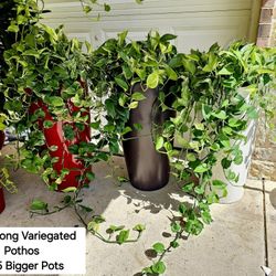 Big Variegated Pothos  Plants & Pots