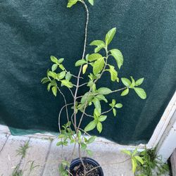 Organic Mexican Muicle , Honeysuckle Plant, In 1 Gallon Por Pick Up Only