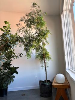 Real 8ft Podocarpus Tree