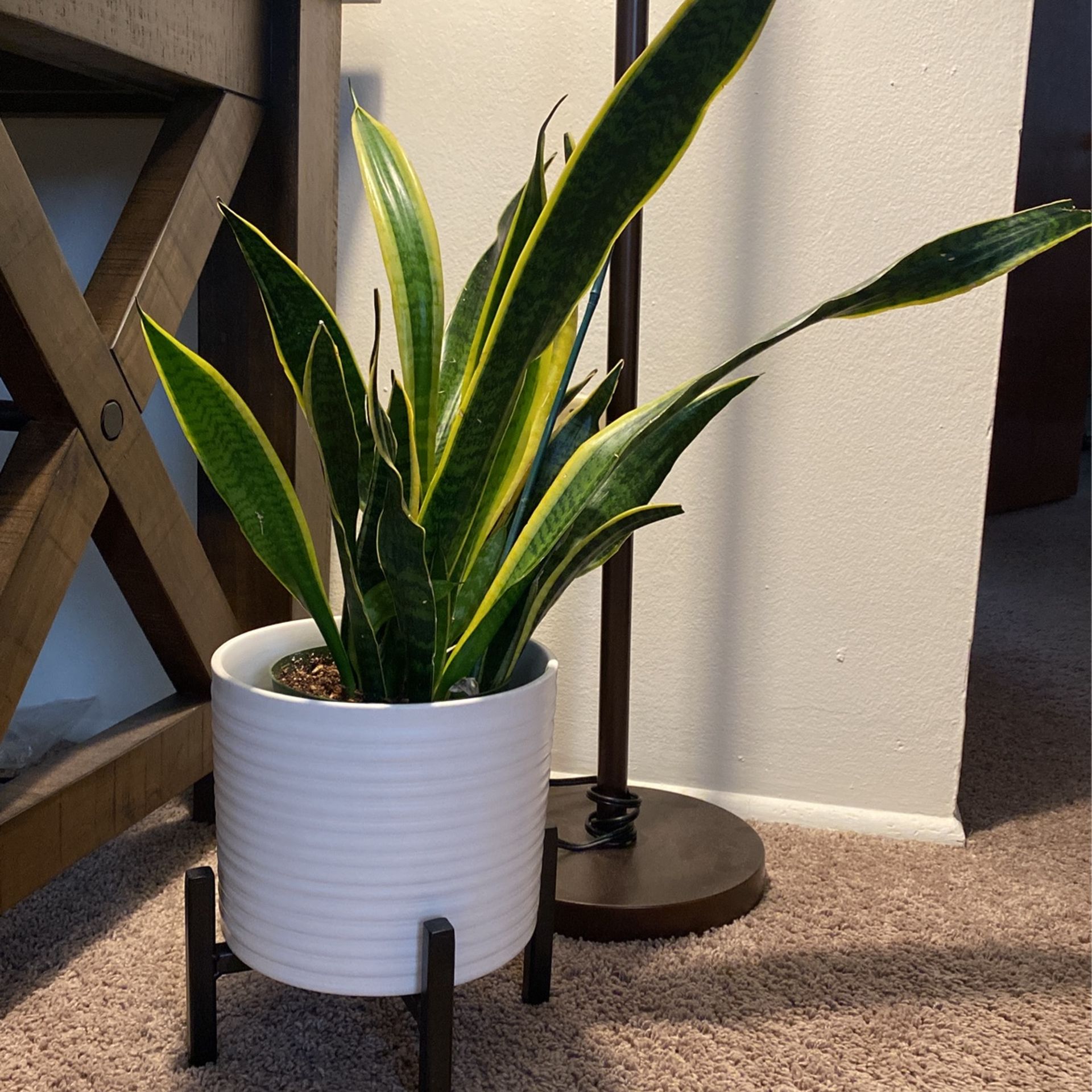 White Flower Pot & Black Stand 