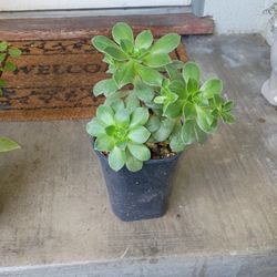 Succulent 