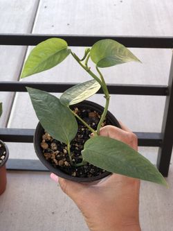 Cebu blue Pothos