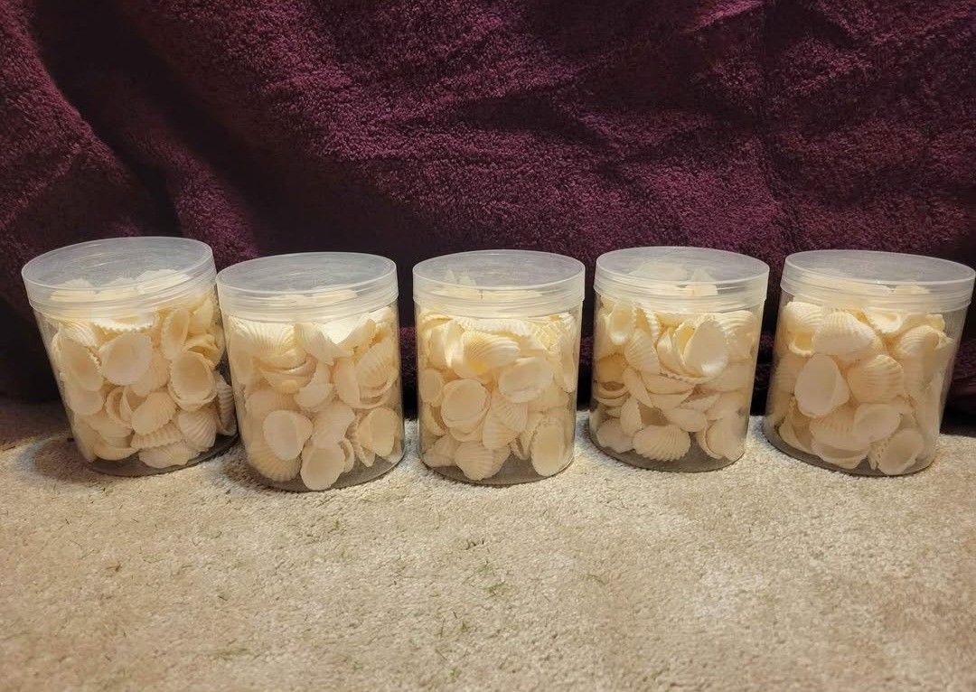5 jars of Seashells  Brand New In Jars