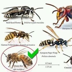 FREE HONEY BEE REMOVAL