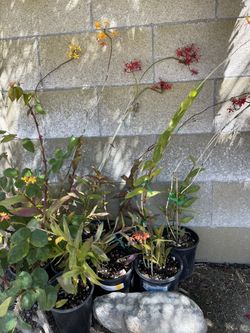 Epidendrum Orchid Red, Yellow & Orange
