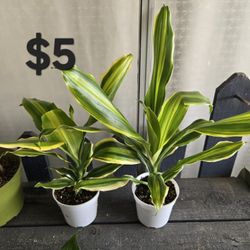 Dracaena 