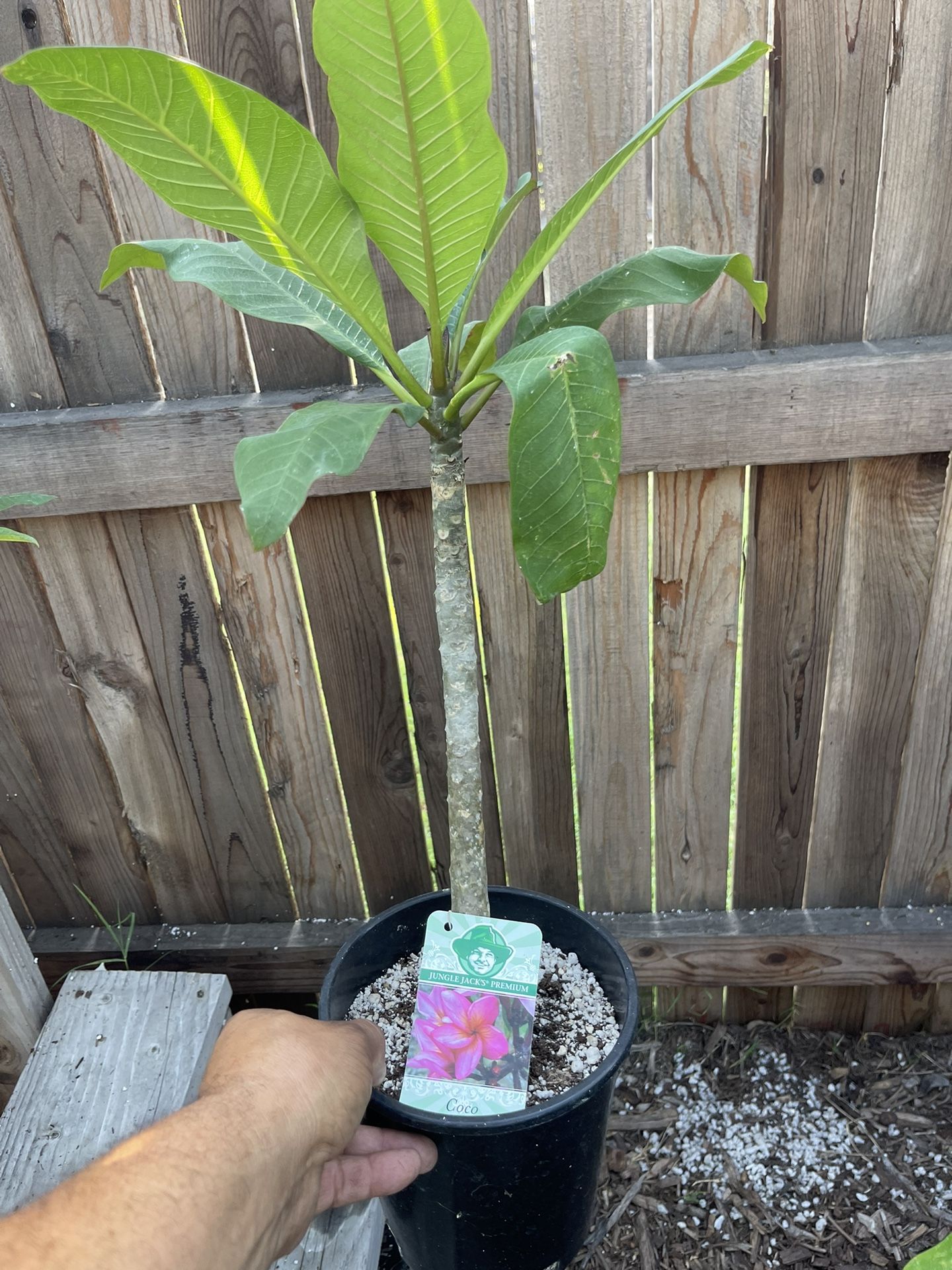 Jungle Jacks Plumeria “coco”