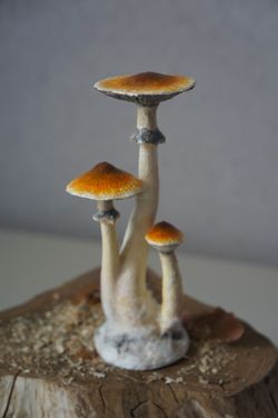 Psilocybe Mushrooms PSYCHEDELIC MAGIC MUSHROOMS Decor Magical Cubensis Mushrooms
 
 