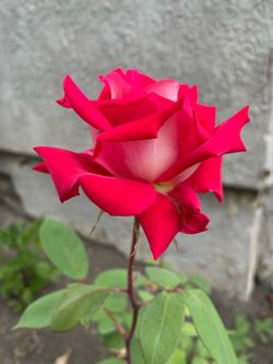 Rose Bush - A Rose Called LOVE