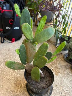 Large cactus