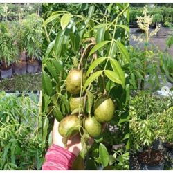 June Plum Dwarf Trees In 3gal Arboles De Jobo Manzana De Oro En 3gal