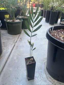 Encephalartos dolomiticus blue cycad seedlings