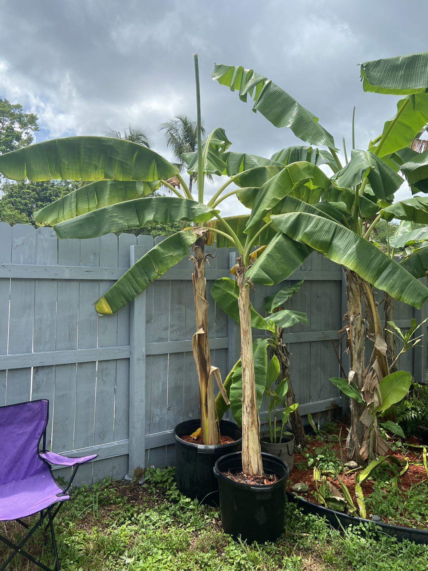 Banana Trees *MUST GO BY MONDAY*
