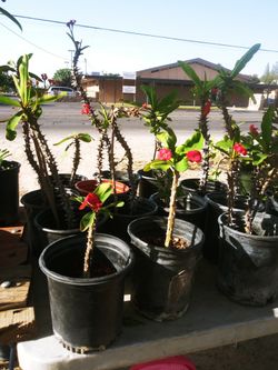Crown-of-thorns