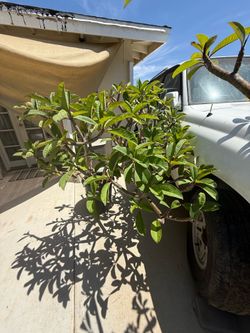 Plumeria Tree - produces White-Yellow-Pinkish flowers