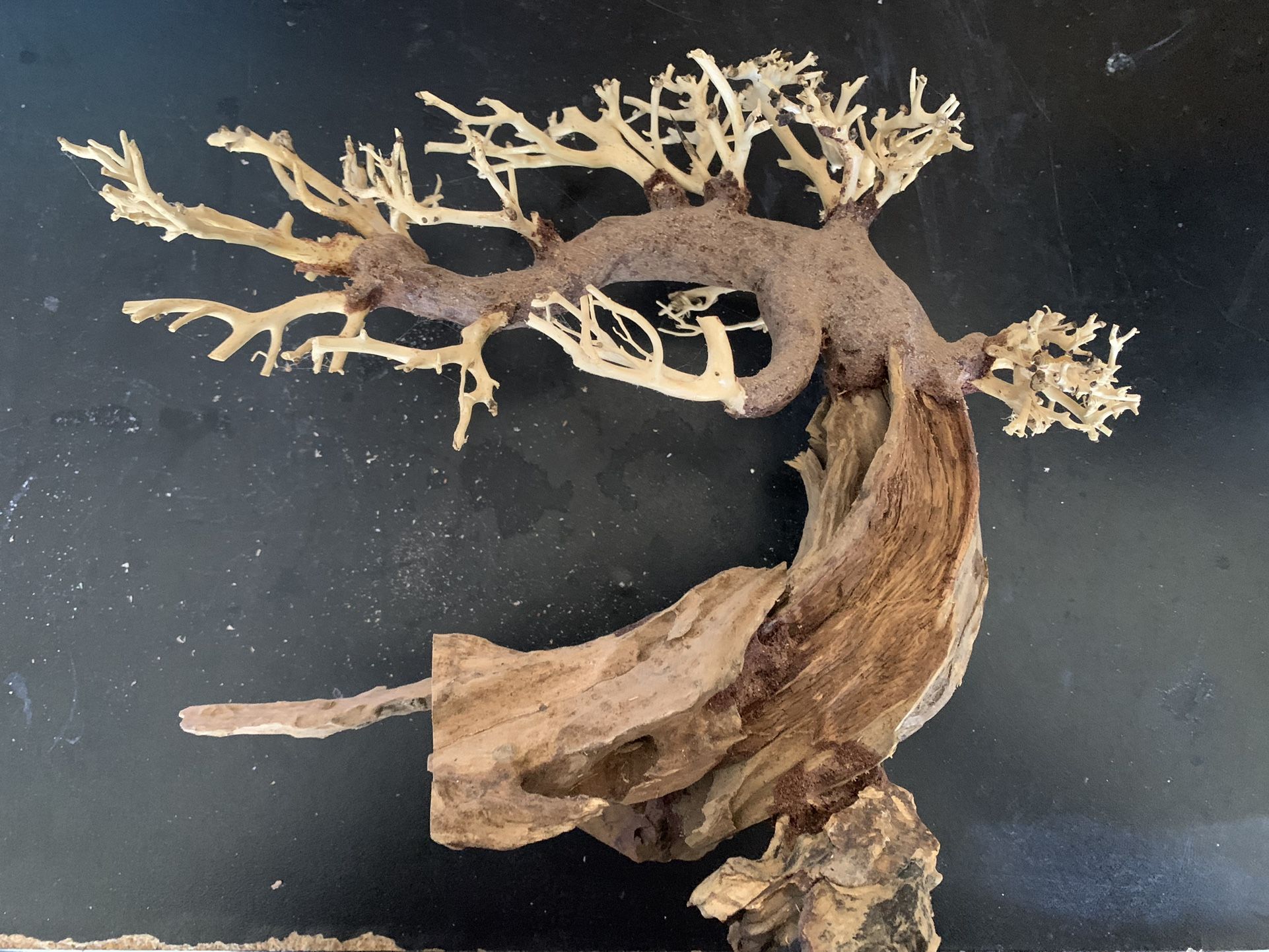 Bonsai Tree, Aquarium Or Decorarion