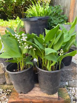 Lilies of the Valley $10/6