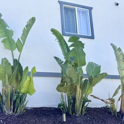 3 Large bird Of Paradise Plants trees