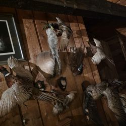 Decor- Are you looking to decorate a cabin?? Taxidermy animals. Lot of 6