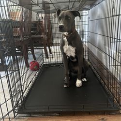 Extra Large Dividable Dog Crate
