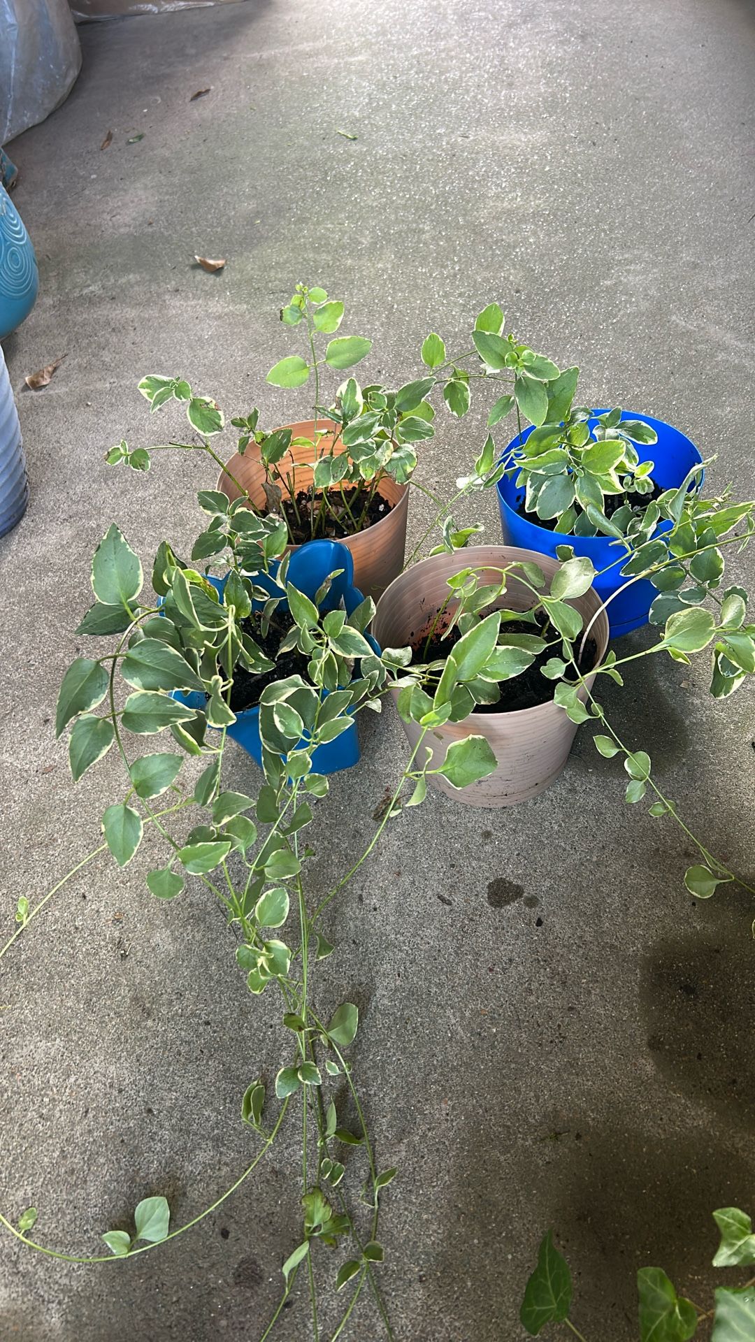 Plants 
