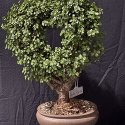 Bonsai Jade