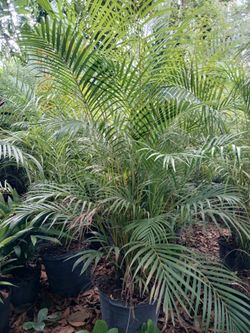 Areca palm trees 15gl $45