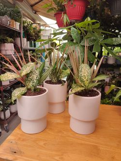 $15 Each one Indoor Plants